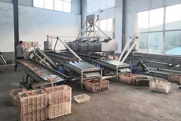 cashew nut processing line / 4