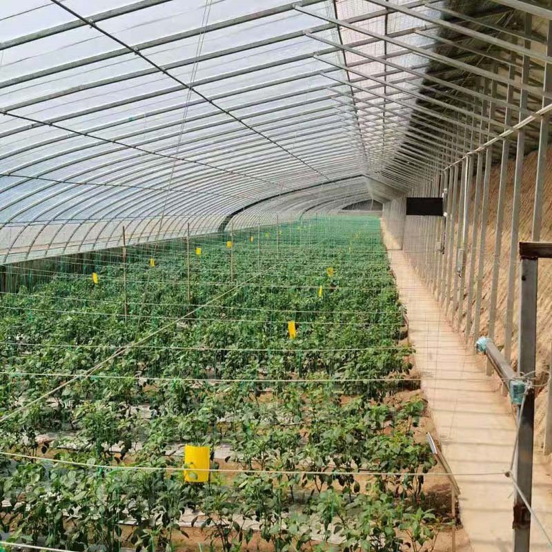 single span film greenhouse / 3