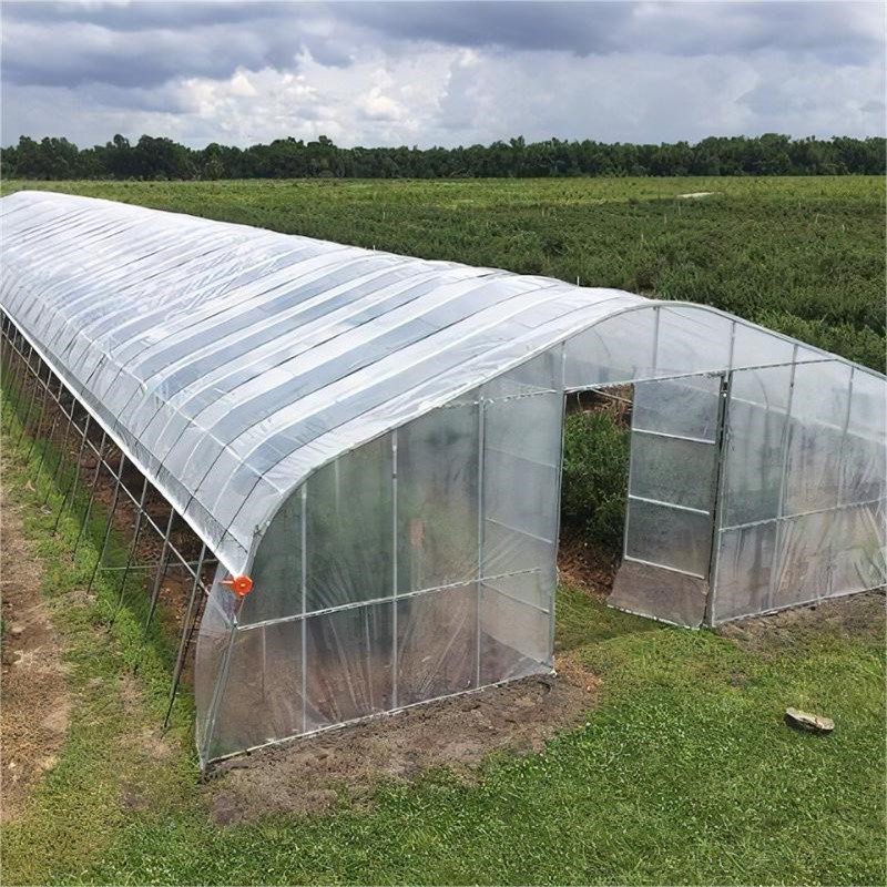 single span film greenhouse / 4