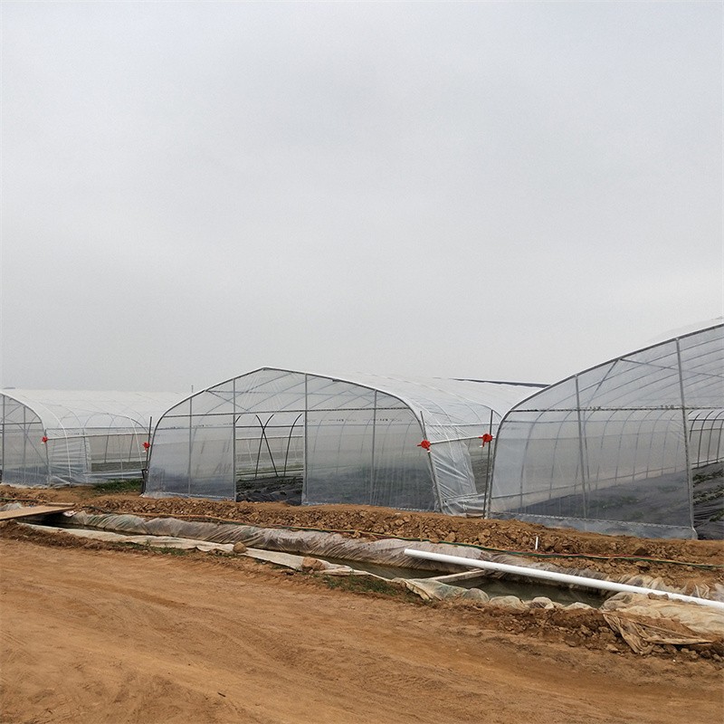 single span film greenhouse / 5