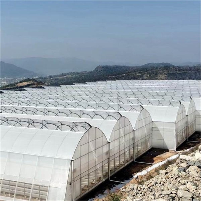 Multi span film steel structure greenhouse / 2