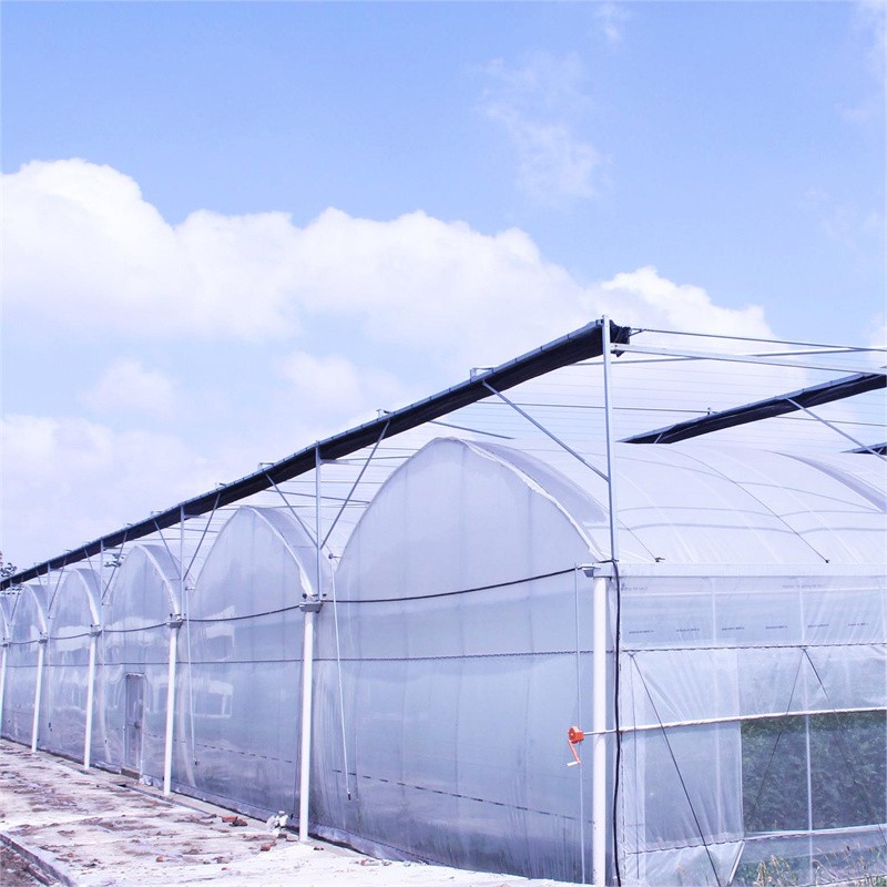 Multi span film steel structure greenhouse / 4