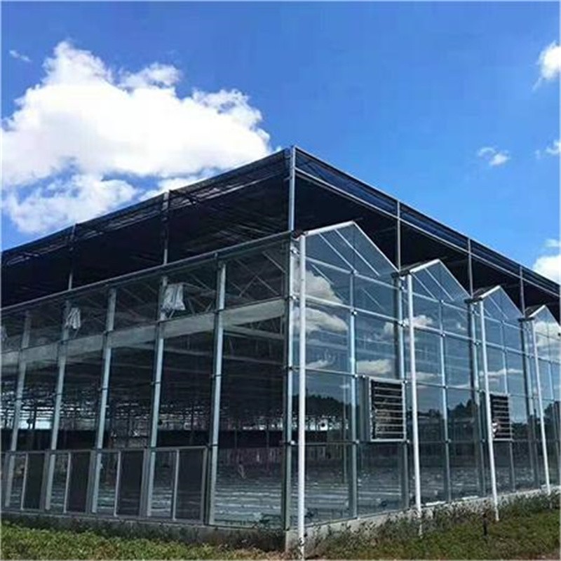 Multi span venlo type greenhouse / 5