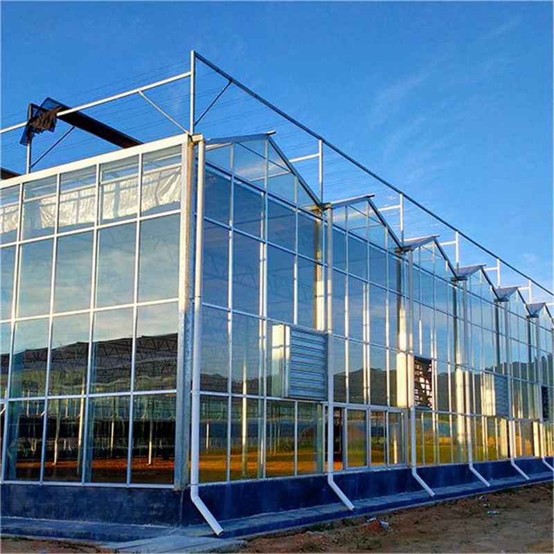 Multi span venlo type greenhouse / 4